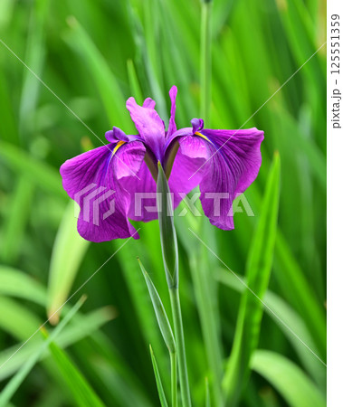 ハナショウブ/花菖蒲/Japanese iris 125551359
