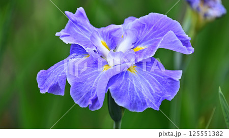 ハナショウブ/花菖蒲/Japanese iris 125551382