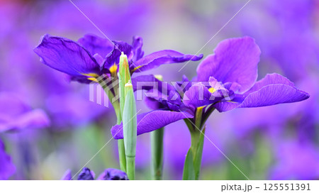 ハナショウブ/花菖蒲/Japanese iris 125551391