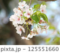 桜の花　枝　ソメイヨシノ 125551660