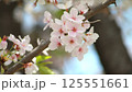 桜の花　枝　ソメイヨシノ 125551661