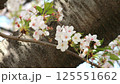 桜の花　枝　ソメイヨシノ 125551662