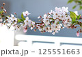 桜の花　枝　ソメイヨシノ 125551663