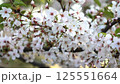 桜の花　枝　ソメイヨシノ 125551664