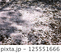 地面に落ちた桜の花びら　桜　ソメイヨシノ 125551666