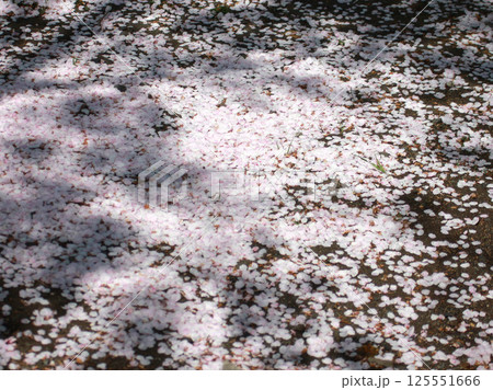 地面に落ちた桜の花びら　桜　ソメイヨシノ 125551666