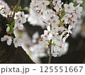 桜の花　枝　ソメイヨシノ 125551667