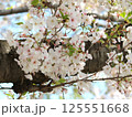 桜の花　枝　ソメイヨシノ 125551668