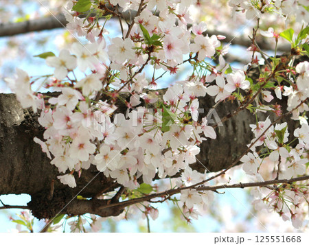 桜の花 枝 ソメイヨシノ 桜の花 枝 ソメイヨシノ 125551668