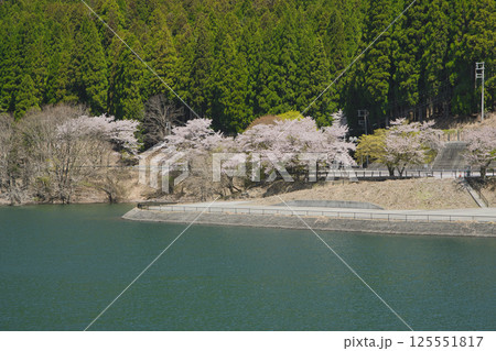 湖の周りを彩る〜桜色舞うころ 音水湖 兵庫県 湖の周りを彩る〜桜色舞うころ 音水湖 兵庫県 125551817