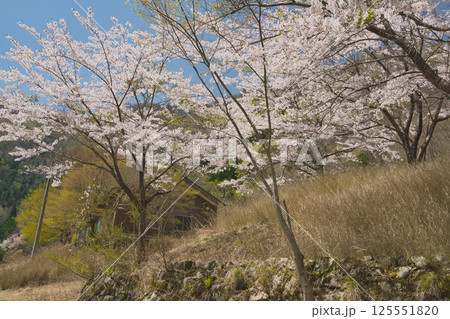 湖の周りを彩る〜桜色舞うころ 音水湖 兵庫県 湖の周りを彩る〜桜色舞うころ 音水湖 兵庫県 125551820