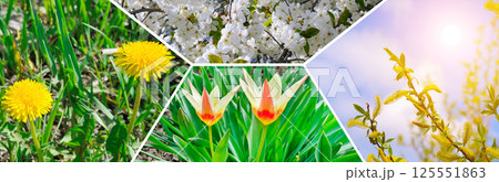 Spring landscape. Colorful collage of flowers and garden. Mosaic pattern. Spring landscape. Colorful collage of flowers and garden. Mosaic pattern. 125551863