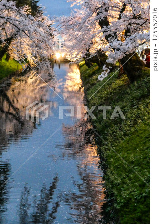 弘前の弘前公園のソメイヨシノの美しい夜桜 125552016