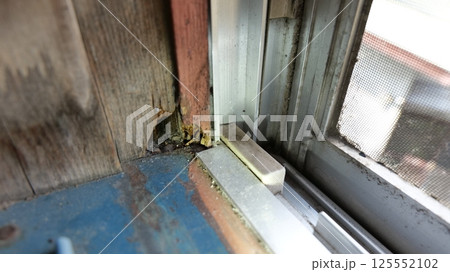 木造住宅　二重窓　腐って穴が開いた木製窓枠とカビが付着して汚れた網戸 125552102