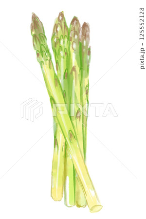 美味しそうで新鮮なアスパラガスの手描き水彩イラスト 125552128