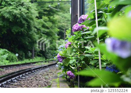 あじさい あじさい 125552224