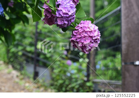 あじさい あじさい 125552225