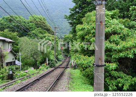 あじさい 踏切 あじさい 踏切 125552226