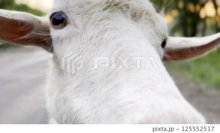 Curious female goat looking into camera and sniffing it outdoor. Cute mammal animal showing curiosity at countryside. Cattle on pasture. Concept of livestock agriculture. Close up 125552517