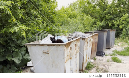 Black homeless cat lying in a dumpster at countryside. Stray kitten looking into camera from trash bin. Problem of protecting animals concept 125552518