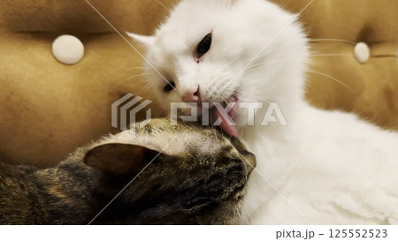 Beautiful domestic cats licking each other with tongues at home. Cute kittens taking care of fur each other at home. Family couple feline resting together. Concept of adorable animals. Close up 125552523