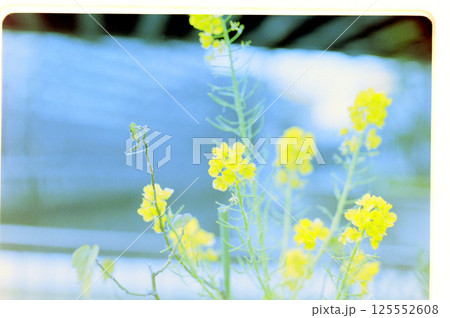 青空に映える菜の花 125552608