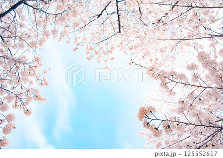 桜の花と青空 桜の花と青空 125552617