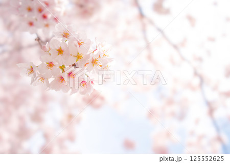 美しい桜の花のクローズアップ 125552625