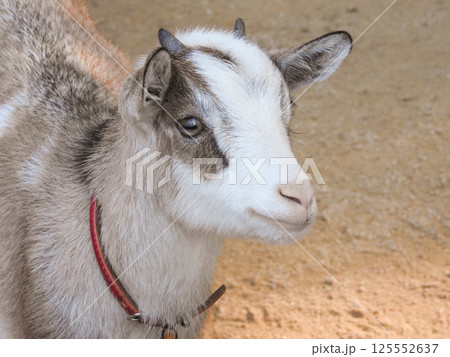 可愛いヤギのポートレート 125552637