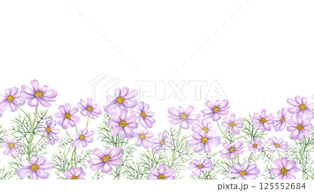 Watercolor pink cosmos flower with green leaves seamless banner isolated background. Cosmea flowers branches illustration. Floral summer, autumn ornate for wedding invitation, birthday textile 125552684