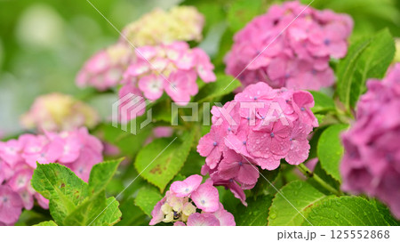 雨粒付きアジサイ(梅雨のイメージ等に最適) 125552868