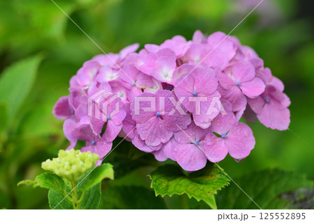 雨粒付きアジサイ(梅雨のイメージ等に最適) 125552895