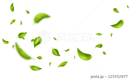 Green flying leaves on long white banner. Leaf falling. Wave foliage ornament. Vegan, eco, organic design element. Cosmetic pattern border. Fresh tea background. Beauty product. Vector illustration Green flying leaves on long white banner. Leaf falling. Wave foliage ornament. Vegan, eco, organic design element. Cosmetic pattern border. Fresh tea background. Beauty product. Vector illustration 125552977