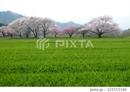 北国の春を謳歌する待ちに待った春の到来の麦の新芽と桜並木 125553386