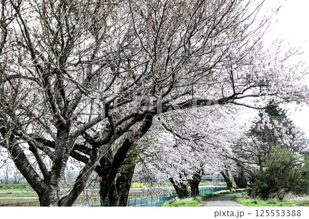 北国の春を謳歌する待ちに待った春の到来の麦の新芽と桜並木 125553388