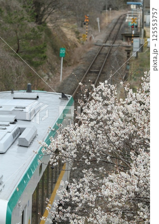 梅が満開のJR気仙沼線 梅が満開のJR気仙沼線 125553757