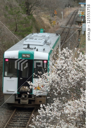 梅が満開のJR気仙沼線 125553758