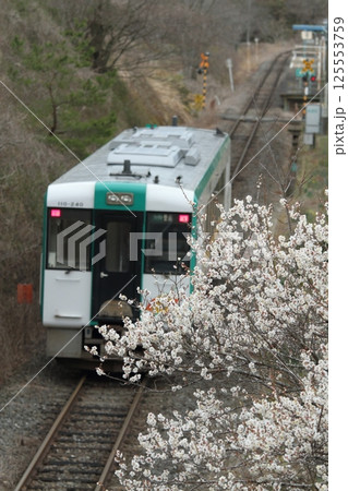 梅が満開のJR気仙沼線 125553759
