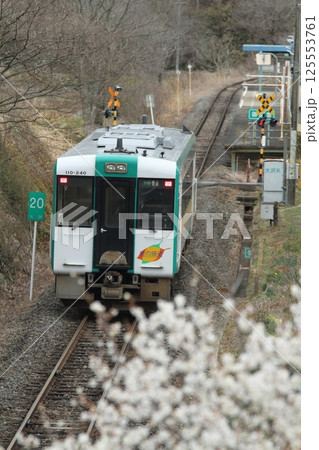 梅が満開のJR気仙沼線 125553761