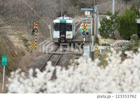 梅が満開のJR気仙沼線 125553762