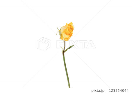 Single yellow rose with green stem on white background 125554044