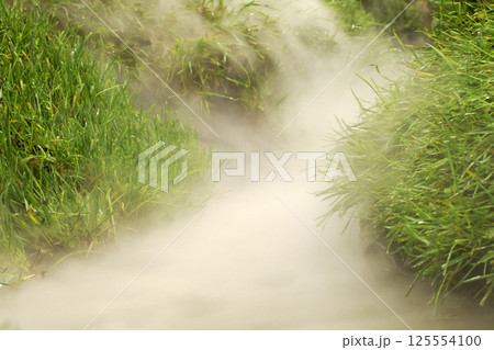 misty fog on green grass 125554100