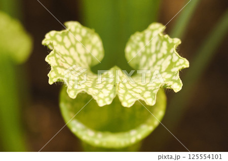 Sarracenia leucophylla close up detail Sarracenia leucophylla close up detail 125554101