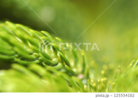 pine needle macro detail close up pine needle macro detail close up 125554102