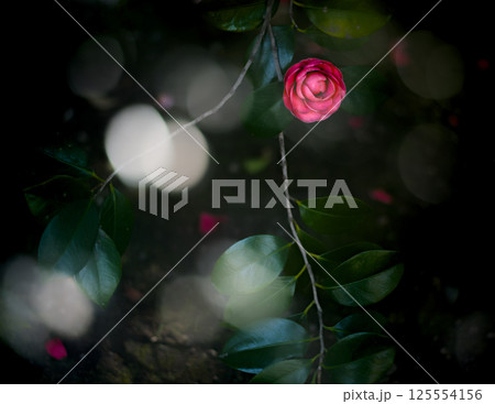 光に照らされたピンク色の花と光の玉ボケ 光に照らされたピンク色の花と光の玉ボケ 125554156