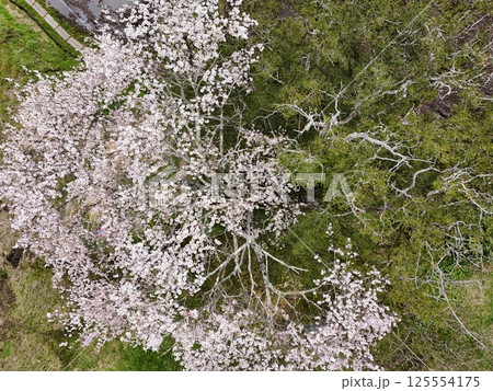 矢木の満開ヤキ桜　空撮 125554175