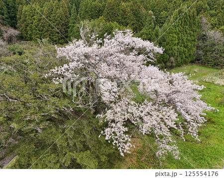 矢木の満開ヤキ桜 空撮 矢木の満開ヤキ桜 空撮 125554176