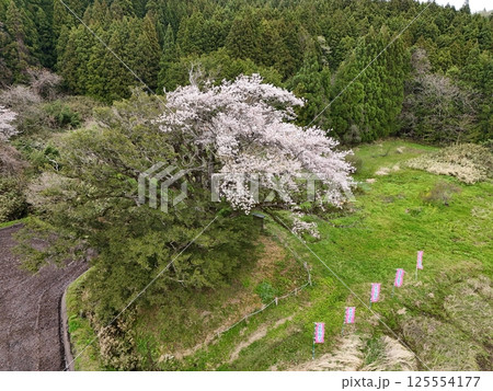 矢木の満開ヤキ桜　空撮 125554177