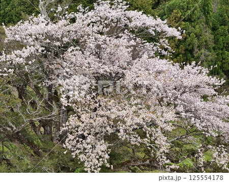 矢木の満開ヤキ桜　空撮 125554178