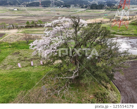 矢木の満開ヤキ桜 空撮 矢木の満開ヤキ桜 空撮 125554179